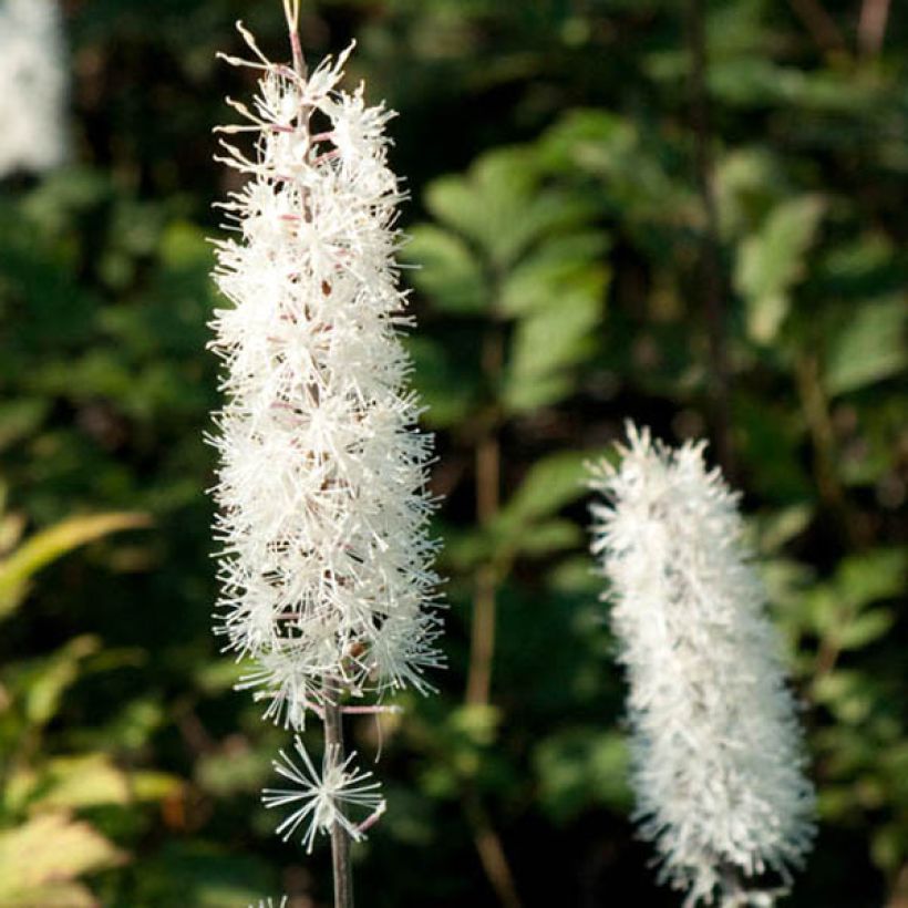 Actaea simplex Atropurpurea - Oktober-Silberkerze (Blüte)