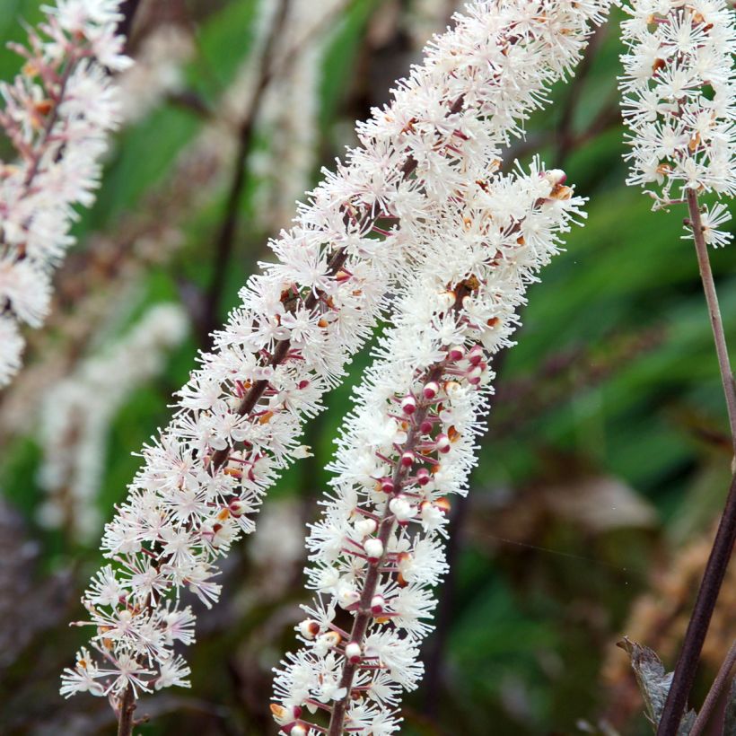 Actaea Black Negligee - Silberkerze (Blüte)