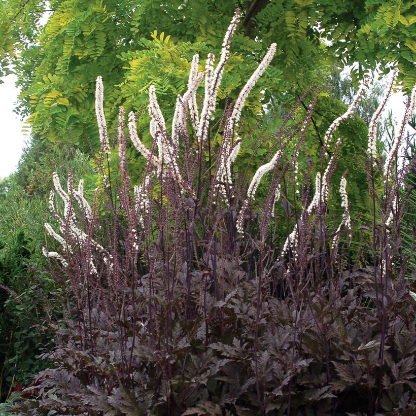 Actaea Black Negligee - Silberkerze (Hafen)