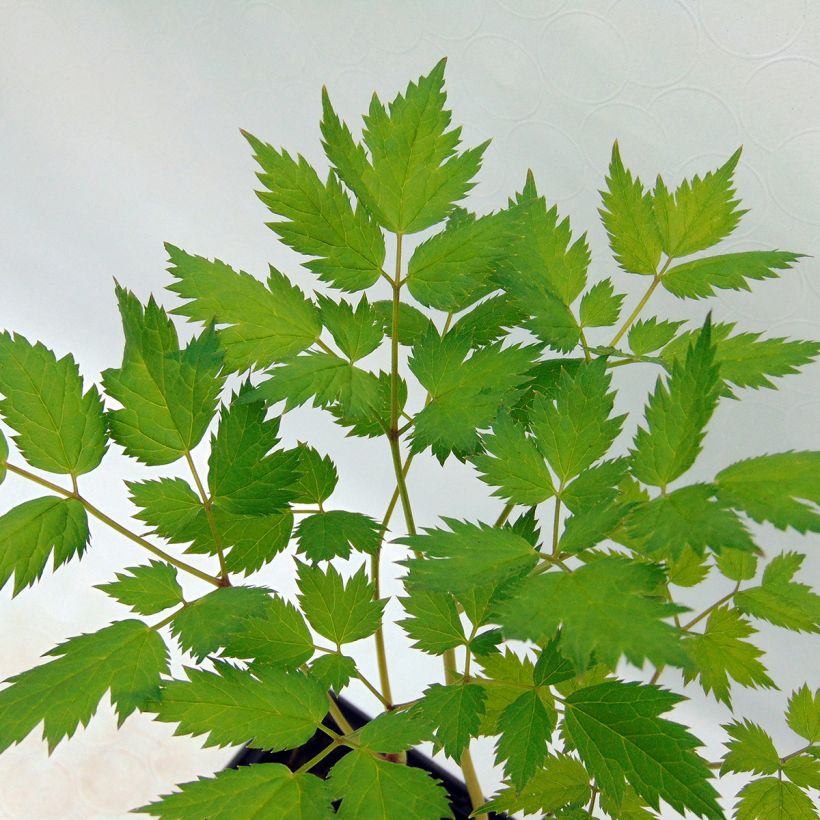 Actaea racemosa - Trauben-Silberkerze (Laub)