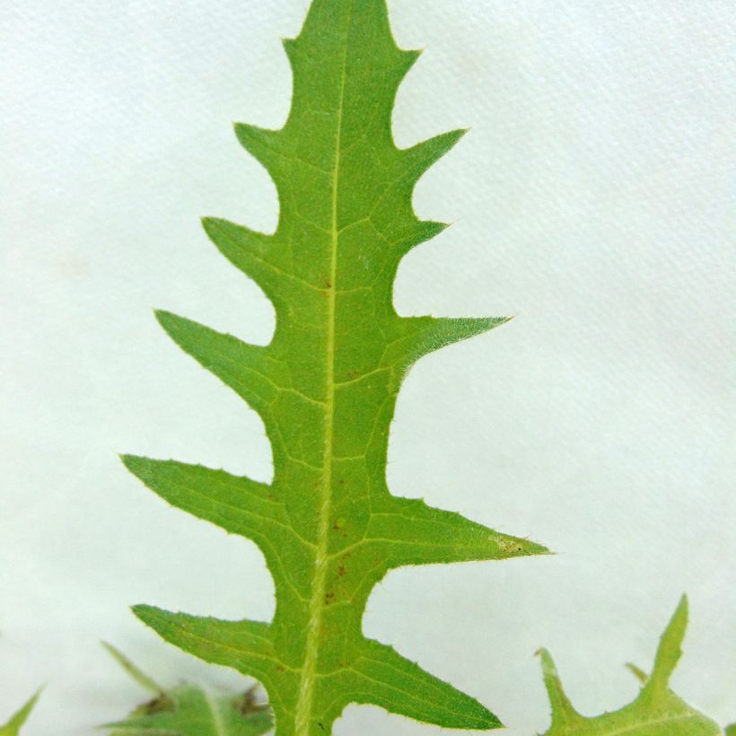 Cirsium rivulare Atropurpureum - Bach-Kratzdistel (Laub)