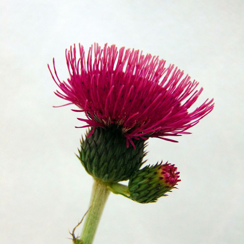 Cirsium rivulare Atropurpureum - Bach-Kratzdistel (Blüte)