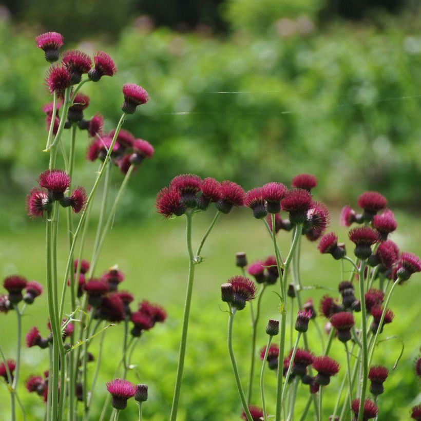 Cirsium rivulare Atropurpureum - Bach-Kratzdistel (Hafen)