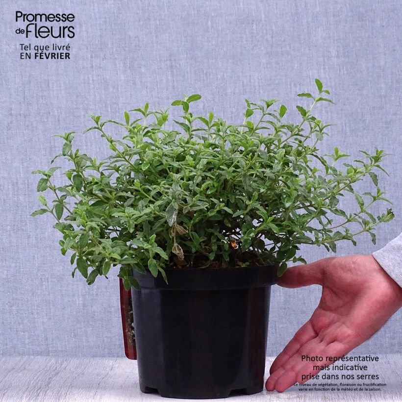 Exemplar von Ciste obtusifolius - Cistus obtusifolius Pot de 2L/3L wie im Herbst geliefert