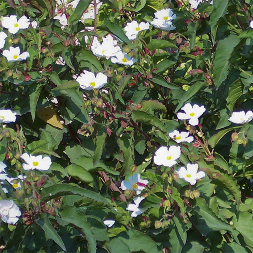 Pappelblättrige Zistrose - Cistus populifolius (Blüte)