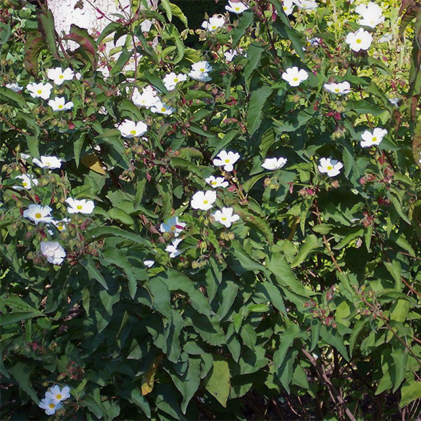 Pappelblättrige Zistrose - Cistus populifolius (Hafen)