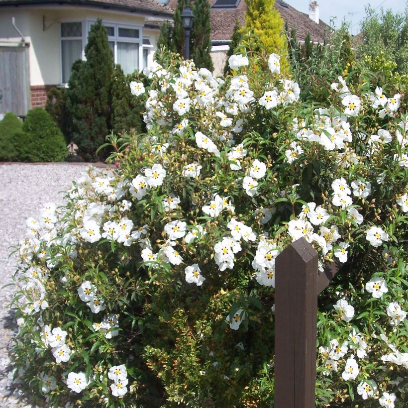 Zistrose Alan Fradd - Cistus purpureus (Hafen)