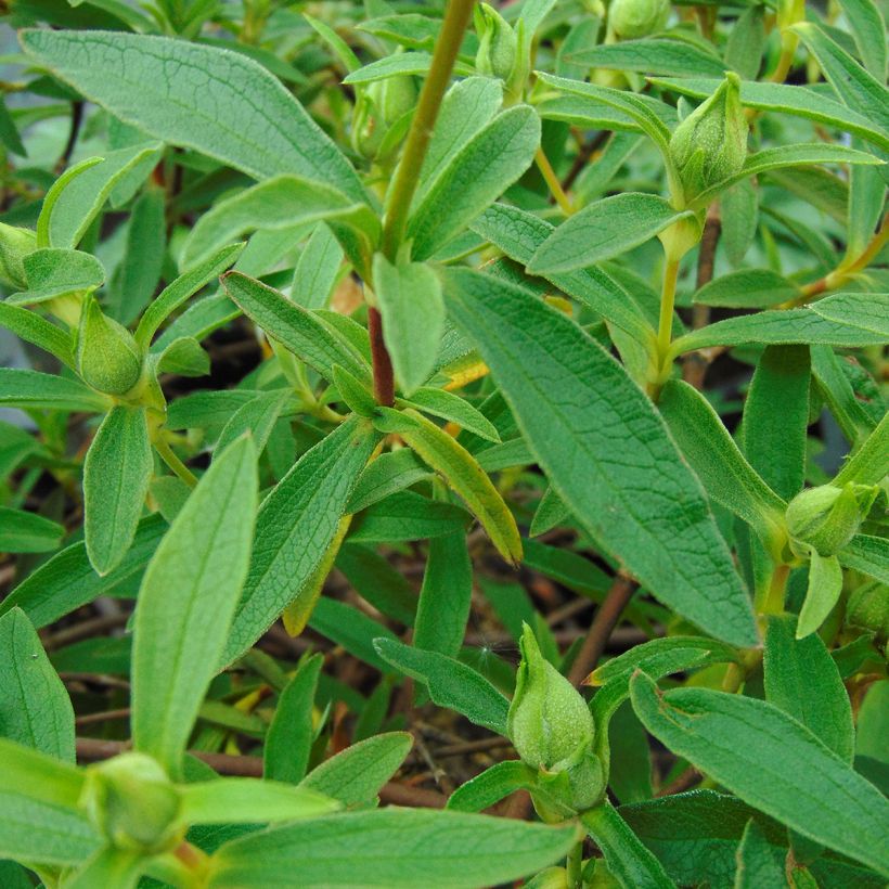 Zistrose Alan Fradd - Cistus purpureus (Laub)