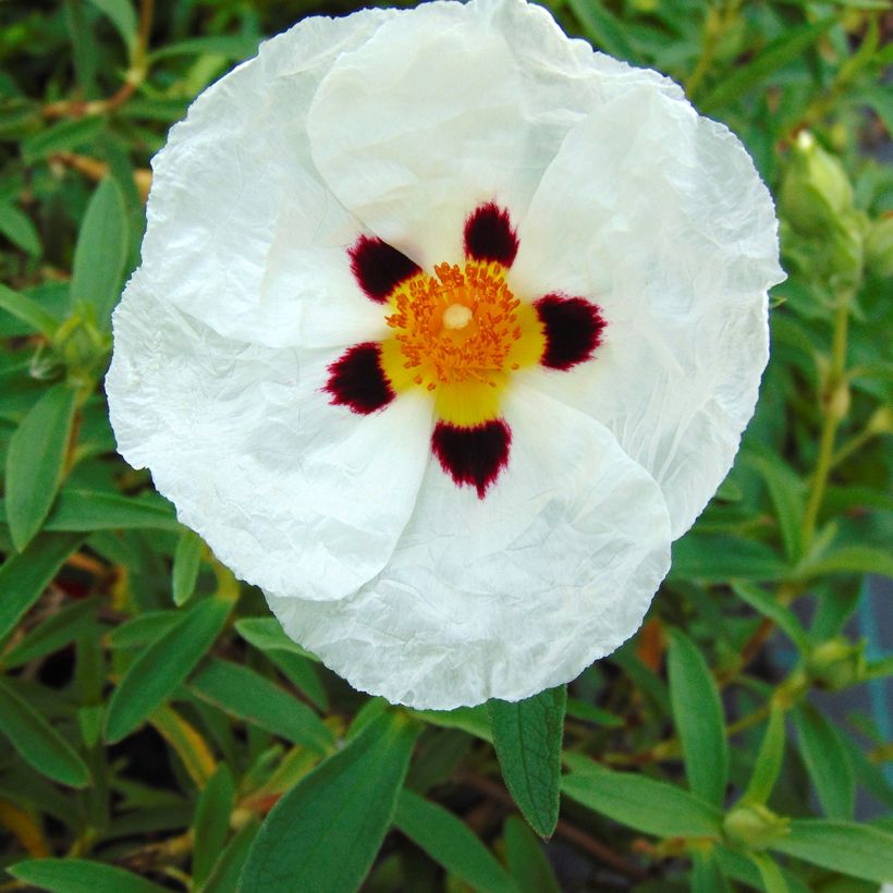 Zistrose Alan Fradd - Cistus purpureus (Blüte)