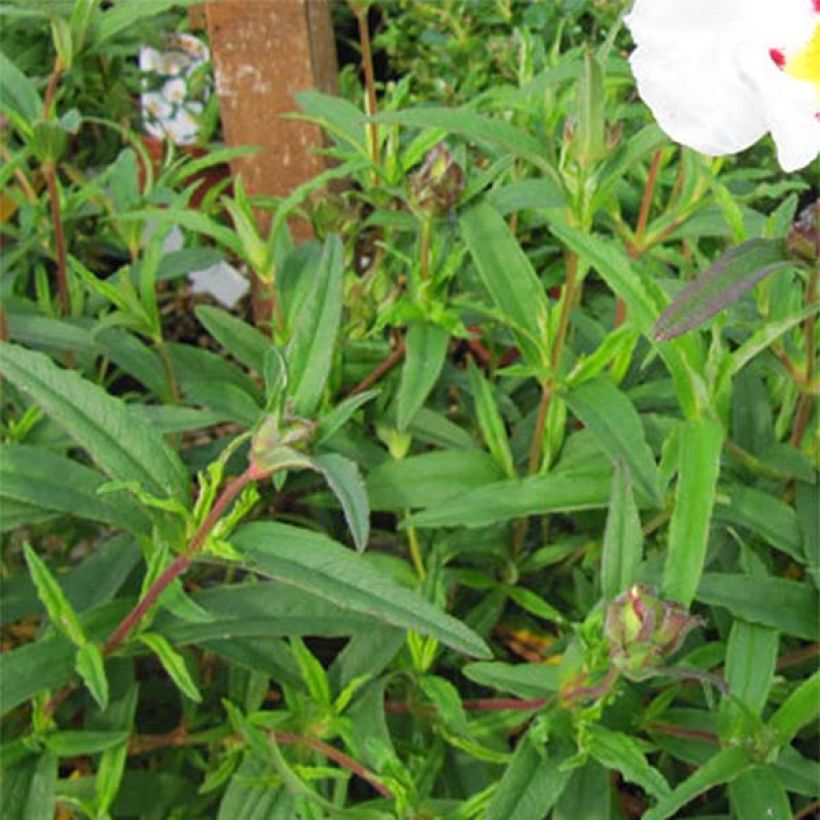 Zistrose - Cistus loretii (Laub)