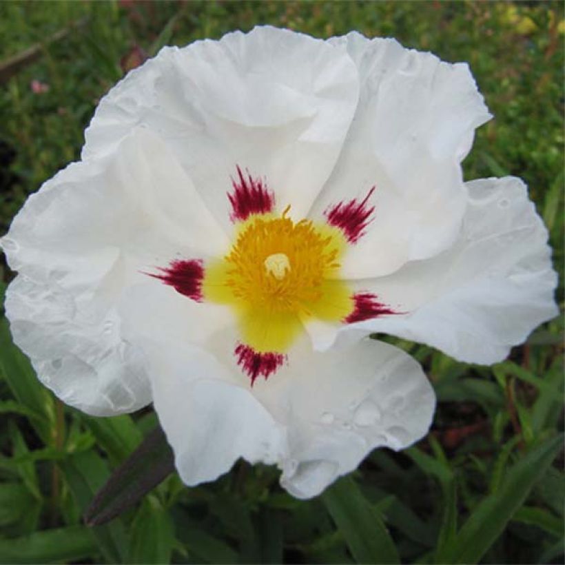 Zistrose - Cistus loretii (Blüte)