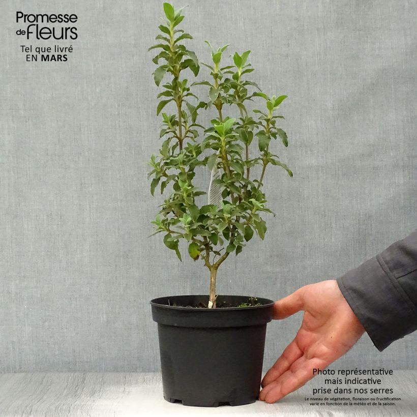 Exemplar von Cistus argenteus Peggy Sammons - Ciste hybride Pot de 2L/3L wie im Frühjahr geliefert