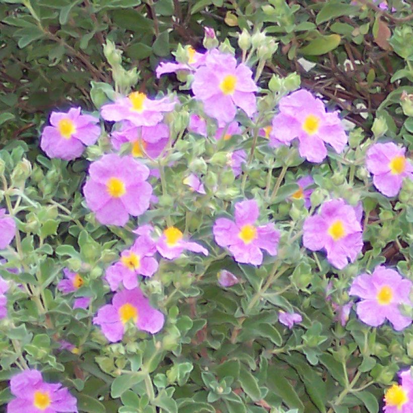 Kretische Zistrose - Cistus creticus (Blüte)