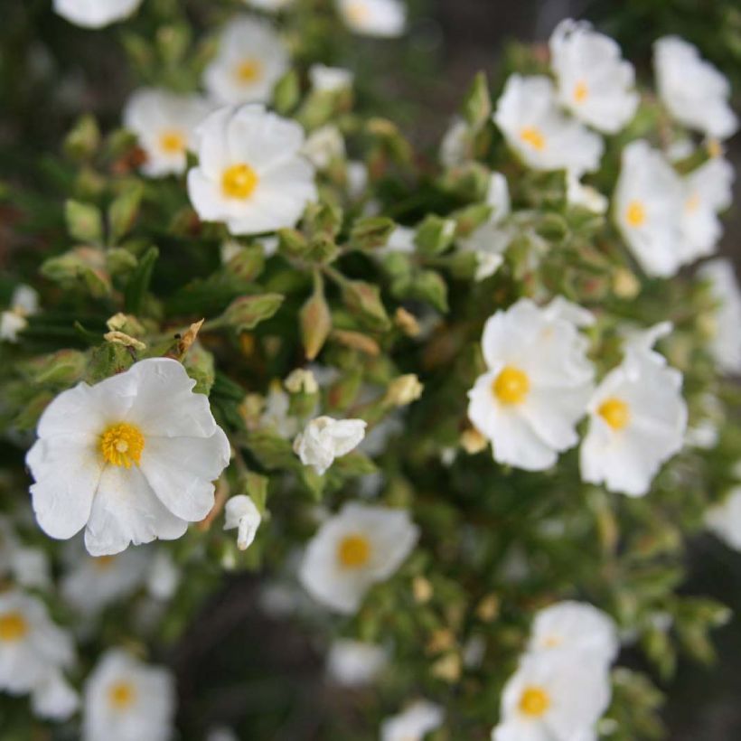 Montpellier-Zistrose - Cistus monspeliensis (Blüte)