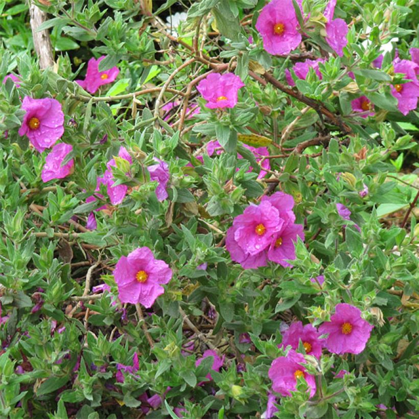 Zistrose - Cistus pulverulentus (Blüte)