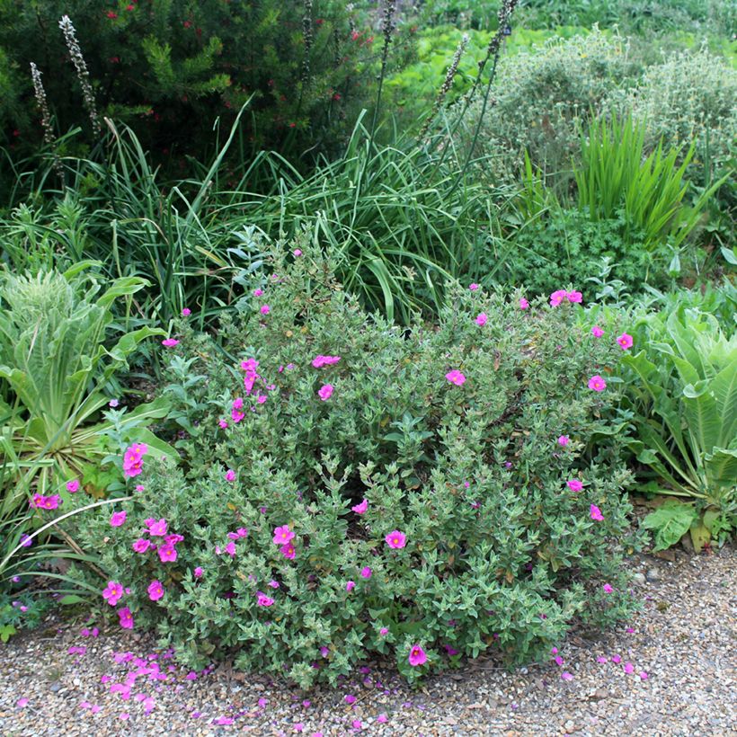 Zistrose - Cistus pulverulentus (Hafen)