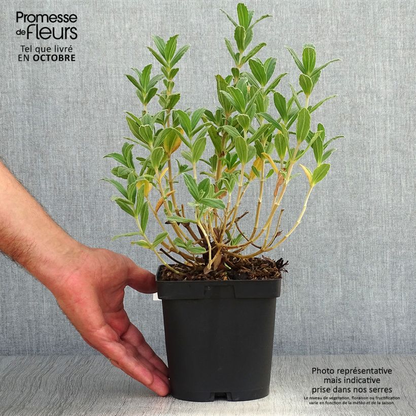 Exemplar von Cistus pulverulentus Sunset - Ciste pulvérulent Pot de 2L/3L wie im Herbst geliefert