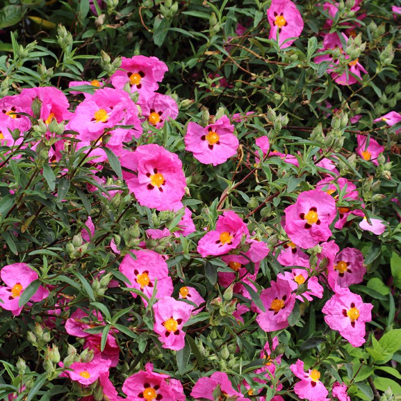 Purpur-Zistrose - Cistus purpureus (Blüte)