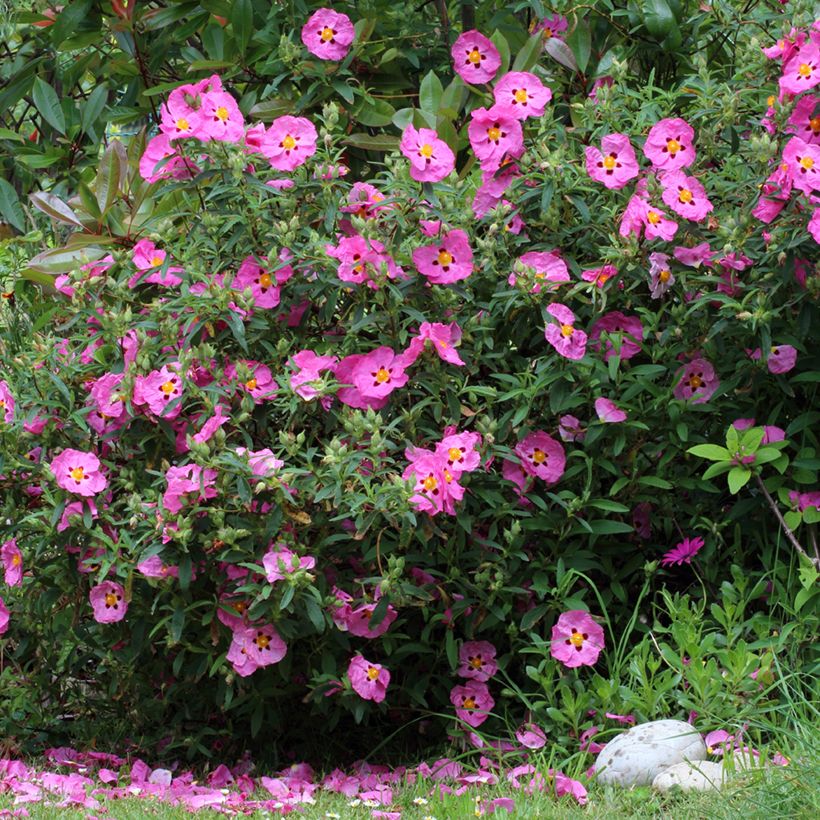 Purpur-Zistrose - Cistus purpureus (Hafen)