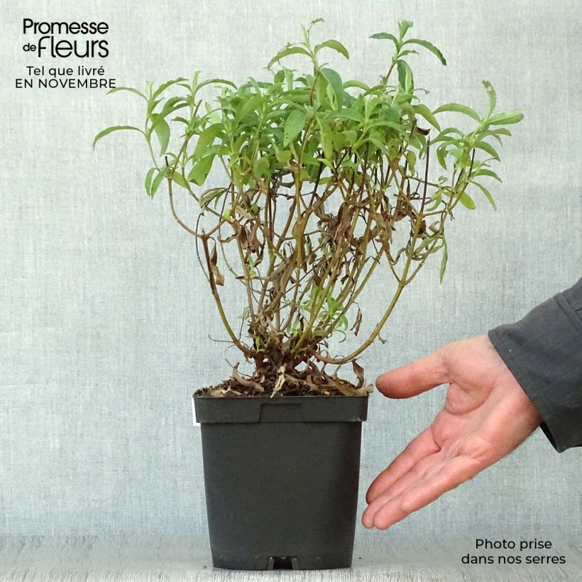 Exemplar von Cistus purpureus - Ciste pourpre en pot de 2/3L wie im Herbst geliefert