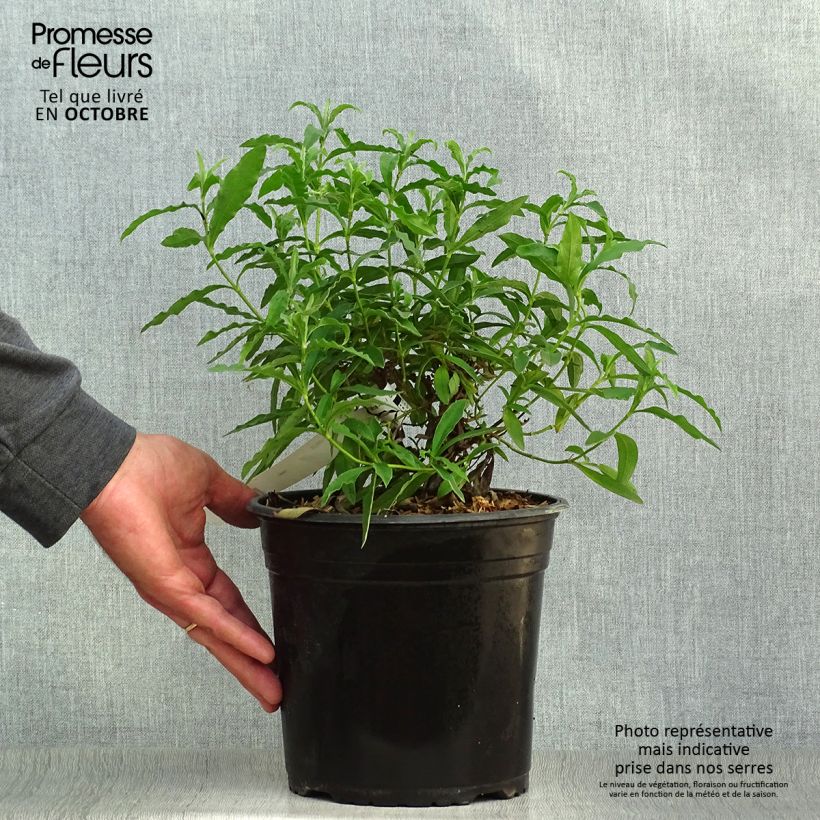 Exemplar von Cistus purpureus - Ciste pourpre en pot de 4L/5L wie im Herbst geliefert