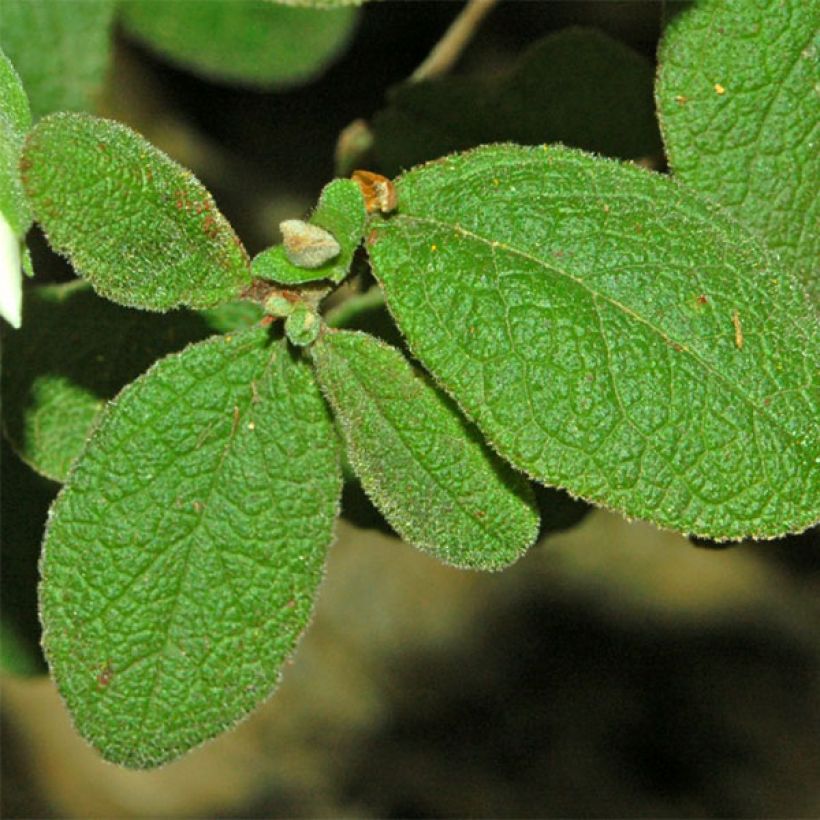 Salbeiblättrige Zistrose - Cistus salviifolius (Laub)