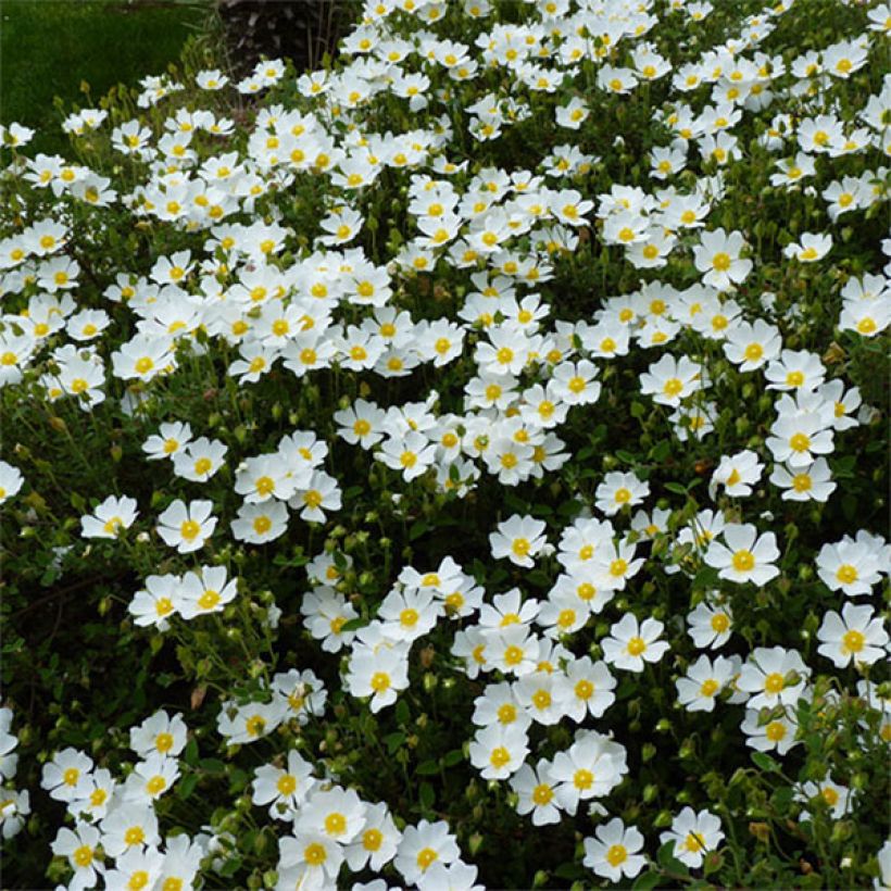 Salbeiblättrige Zistrose - Cistus salviifolius (Blüte)