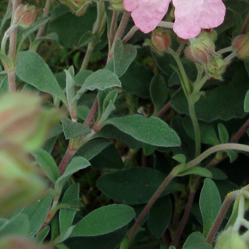 Zistrose Silver Pink - Cistus argenteus (Laub)