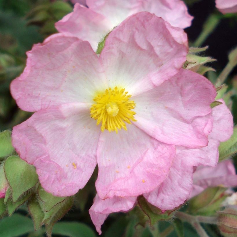 Zistrose Silver Pink - Cistus argenteus (Blüte)