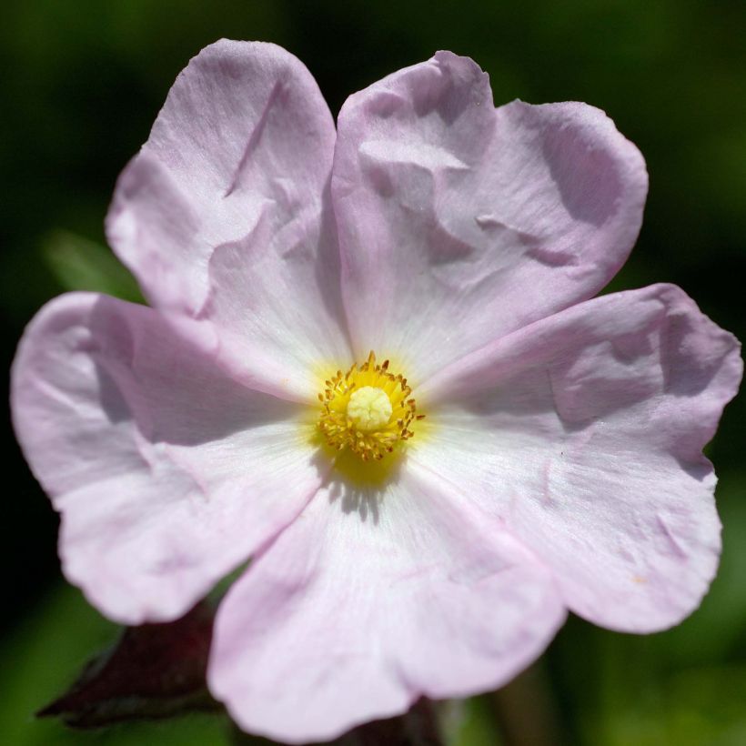 Rosa Zistrose - Cistus skanbergii (Blüte)