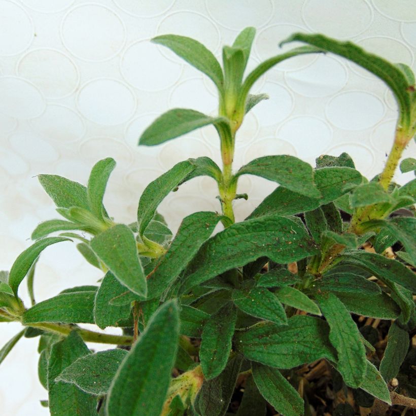 Rosa Zistrose - Cistus skanbergii (Laub)