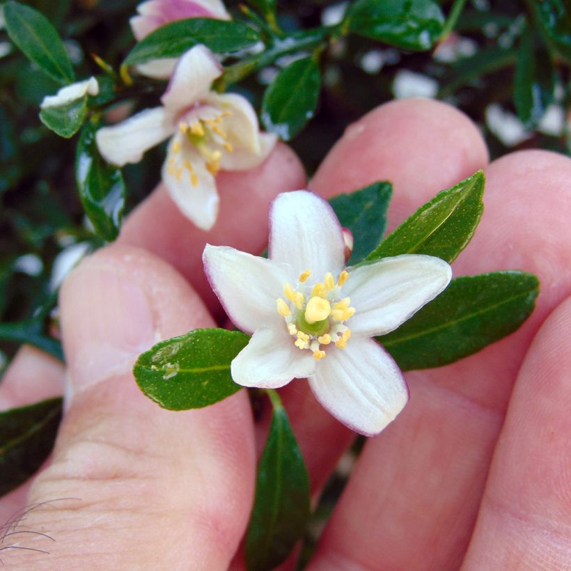 Fingerlimette Red Crystal - Microcitrus australasica (Blüte)