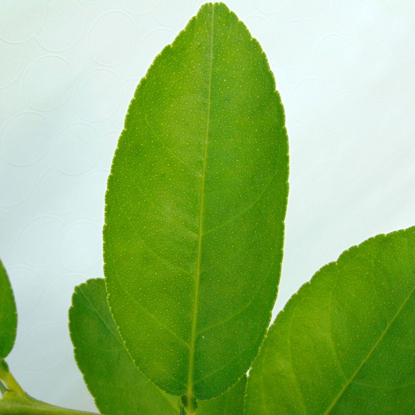 Echte Limette - Citrus x aurantiifolia (Laub)