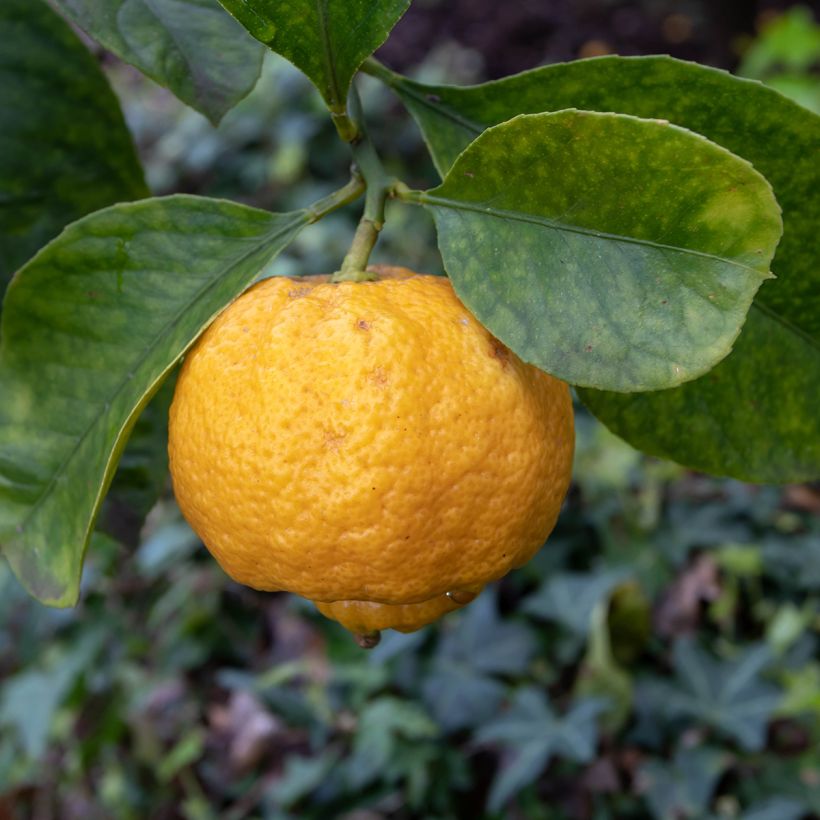 Römische Limette Pursha - Citrus limetta (Blüte)