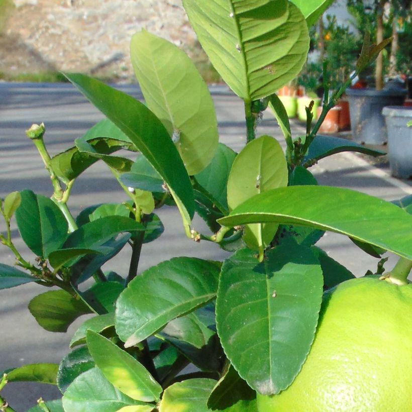 Grapefruit - Citrus x paradisi (Laub)