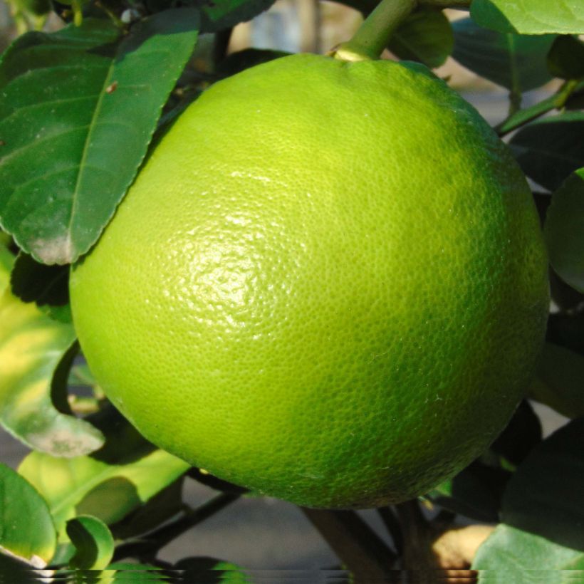 Grapefruit - Citrus x paradisi (Ernte)