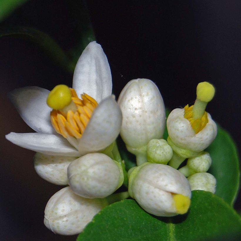 Echte Limette - Citrus x aurantiifolia (Blüte)