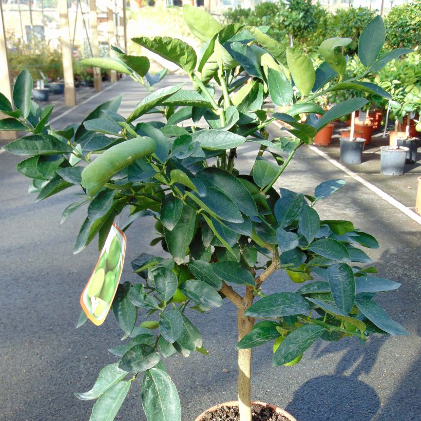 Echte Limette - Citrus x aurantiifolia (Hafen)