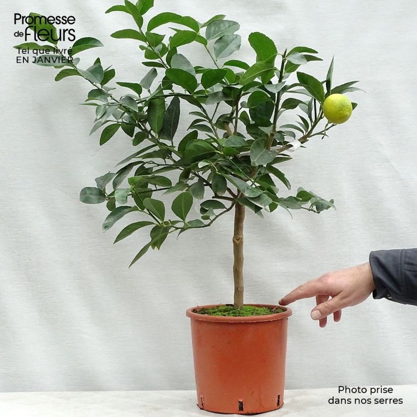 Exemplar von Citron vert - Citrus aurantifolia Pot de 4L/5L wie im Winter geliefert