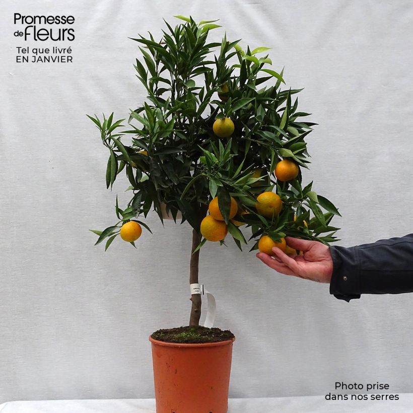 Exemplar von Clémentinier - Citrus clementina Pot de 4L/5L wie im Winter geliefert