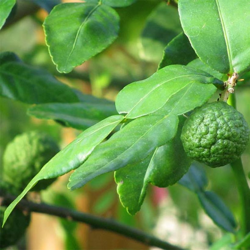 Kafir-Limette - Citrus hystrix (Laub)