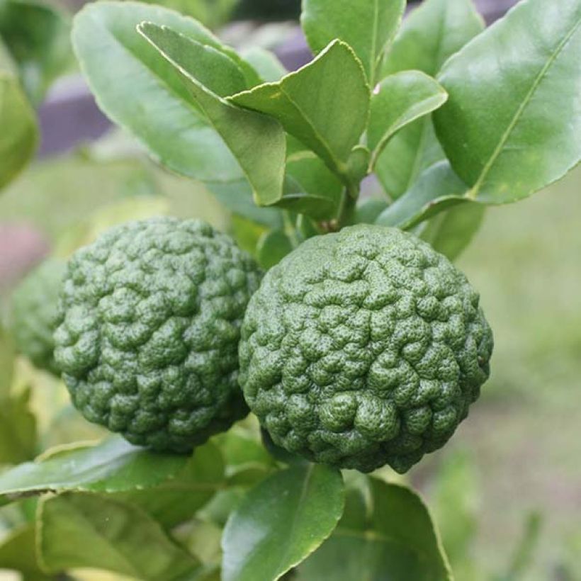 Kafir-Limette - Citrus hystrix (Ernte)