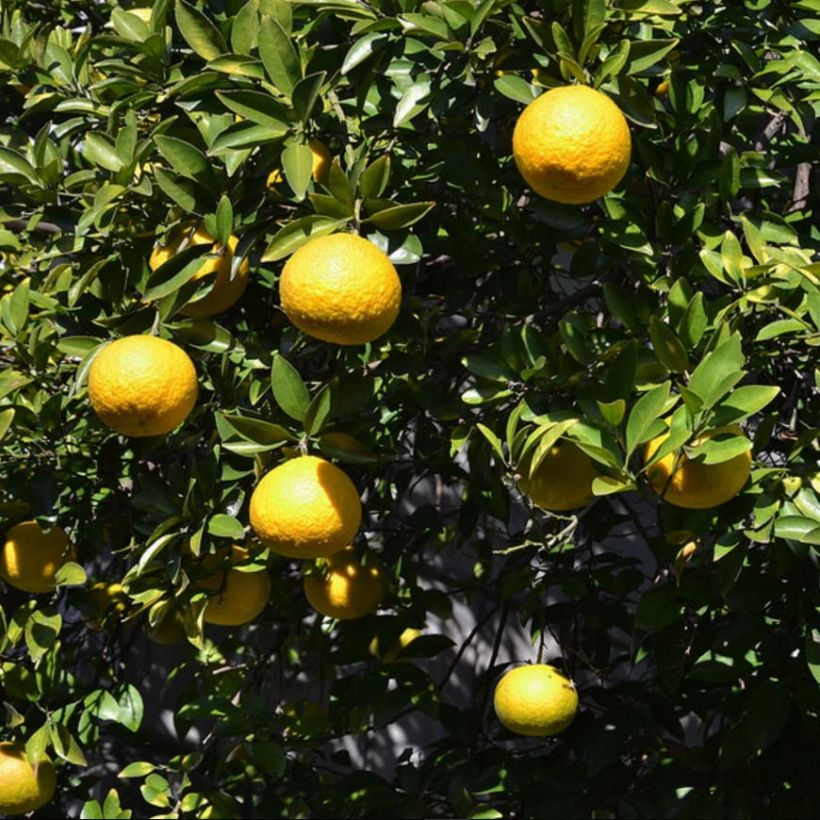 Ichang-Zitrone - Citrus ichangensis (Laub)