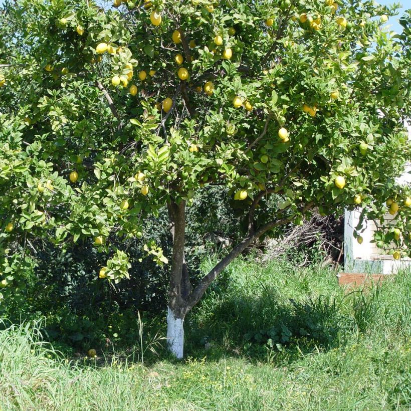 Zitrone Citronnier des 4 saisons - Citrus limon (Hafen)