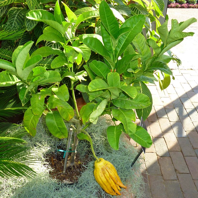 Buddhas Hand - Citrus medica var. sarcodactylis (Laub)