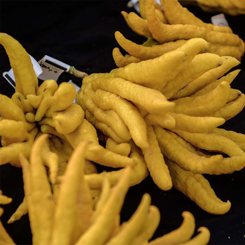 Buddhas Hand - Citrus medica var. sarcodactylis (Ernte)