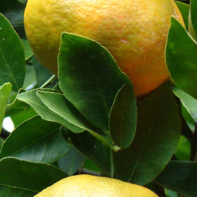 Mandarine Keraji - Citrus reticulata (Laub)