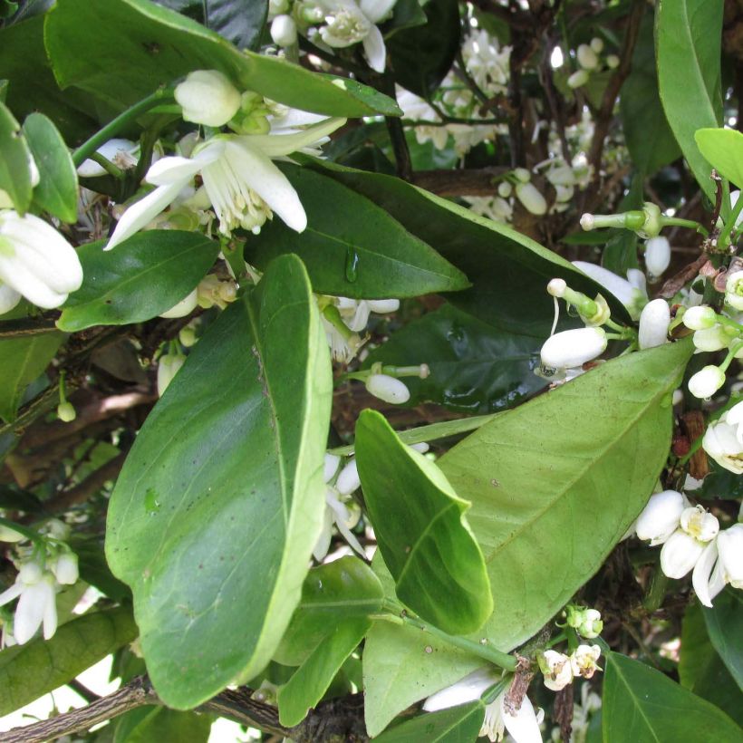 Orange Washington Navel - Citrus sinensis (Laub)