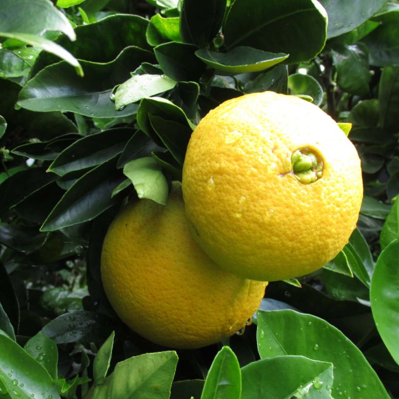 Orange Washington Navel - Citrus sinensis (Ernte)