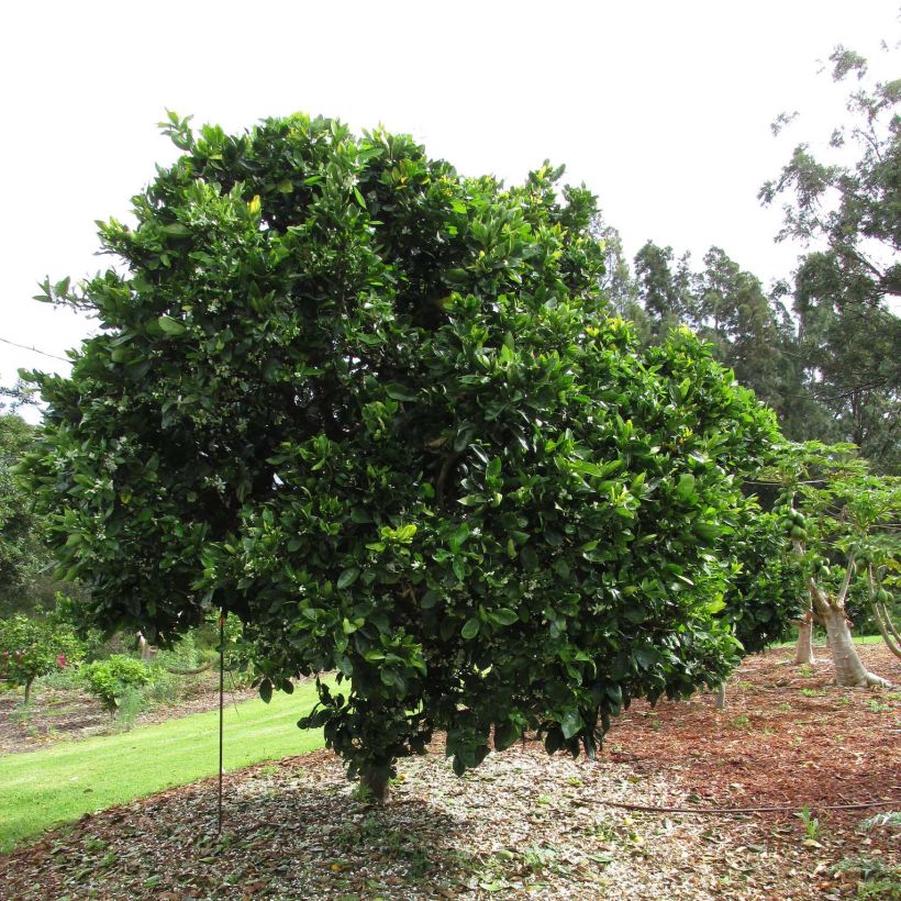 Orange Washington Navel - Citrus sinensis (Hafen)